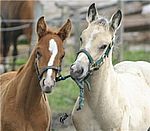 Fohlenspiele (Copyright M. Güth)