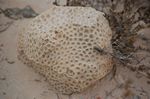 Fossile Koralle (Diploria)