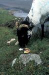 Allesfressendes Schaf in Connemara